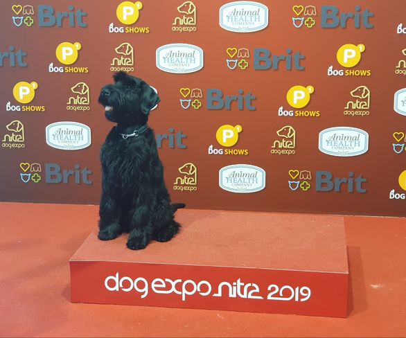 Grand Prix Slovakian Minor Puppy Winner 2019
